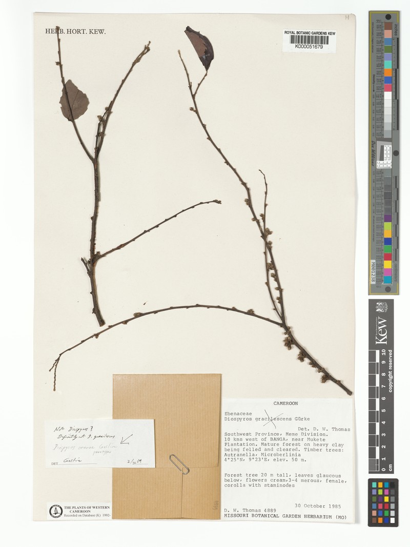 Diospyros onanae photo 2