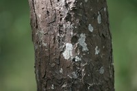 Diospyros oocarpa