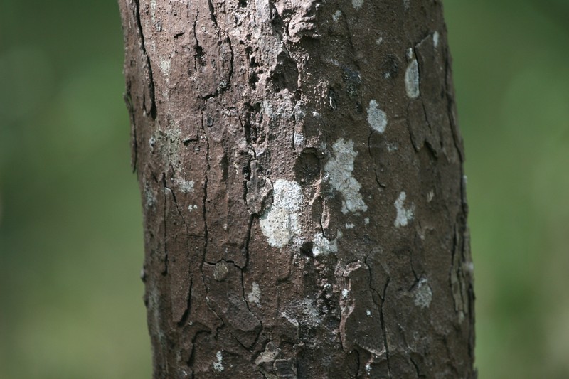 Diospyros oocarpa