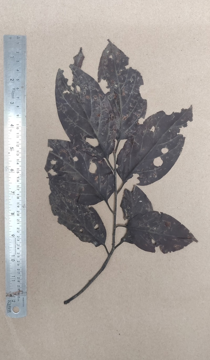 Diospyros oocarpa photo 2