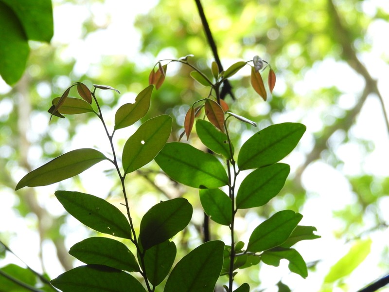 Diospyros oocarpa photo 3