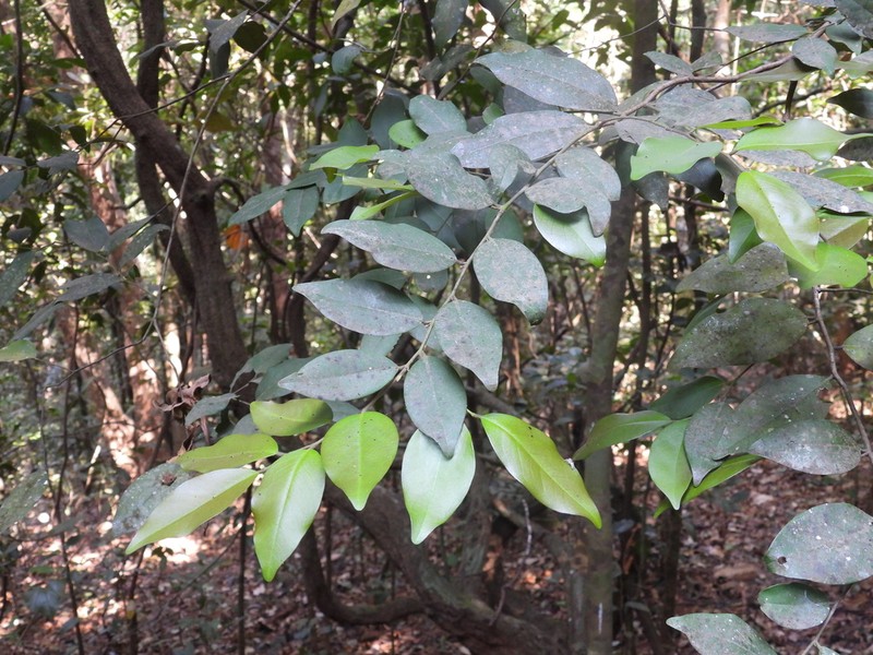 Diospyros oocarpa photo 4