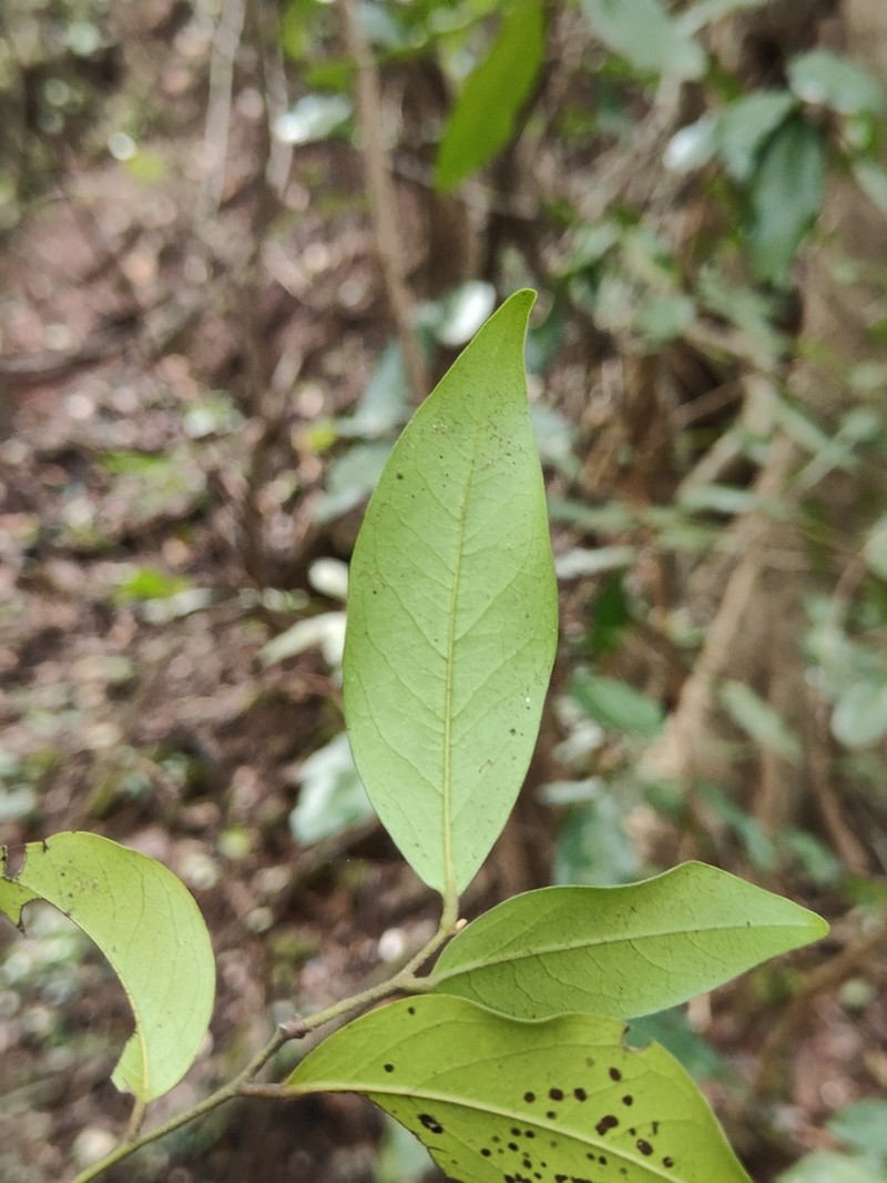 Diospyros oocarpa photo 5