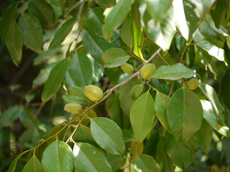 Diospyros oocarpa photo 6