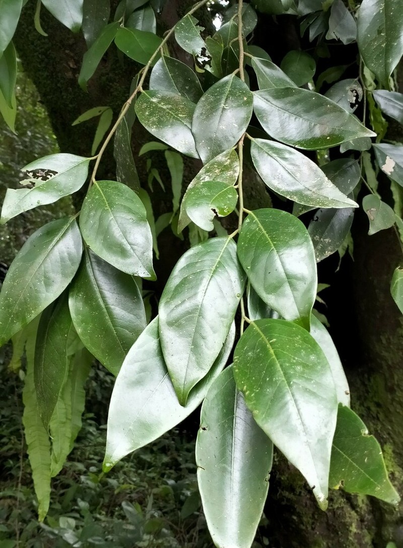 Diospyros oocarpa photo 7