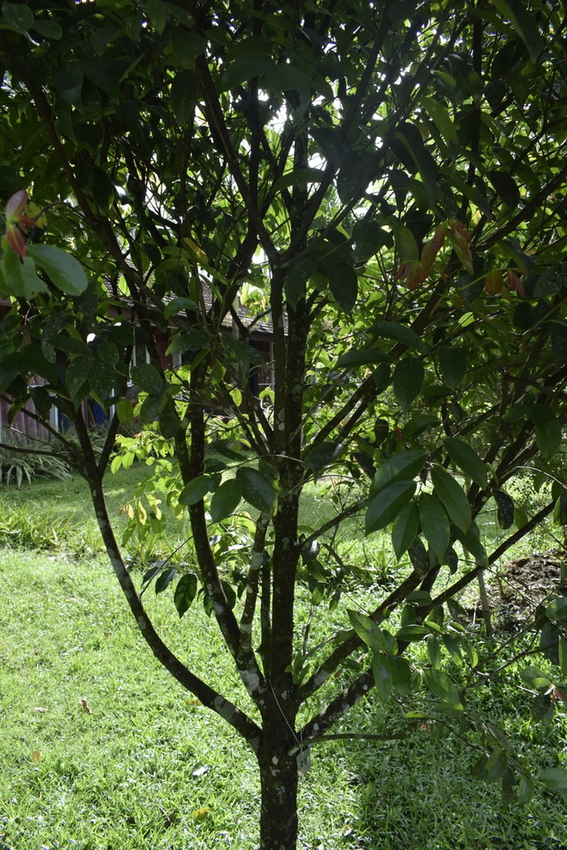 Diospyros oppositifolia