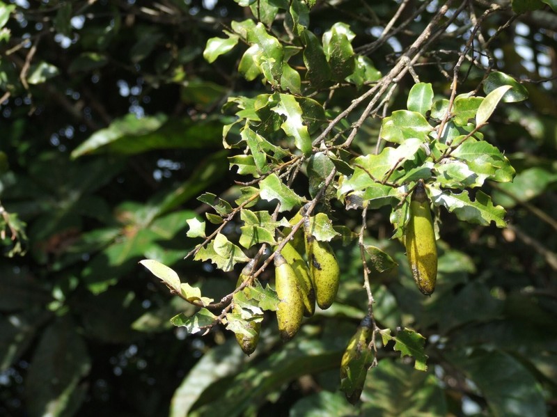 Diospyros oubatchensis