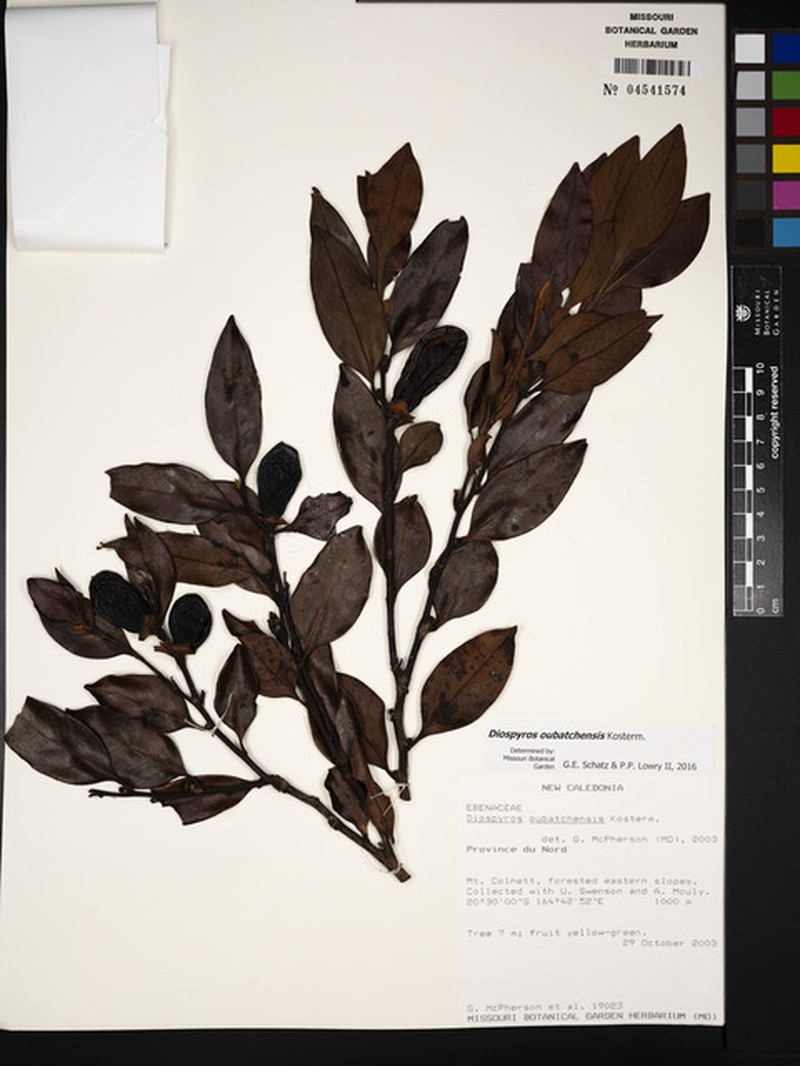 Diospyros oubatchensis photo 2
