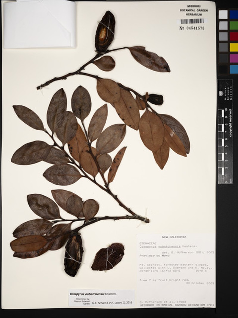 Diospyros oubatchensis photo 3
