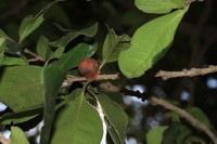 Diospyros ovalifolia