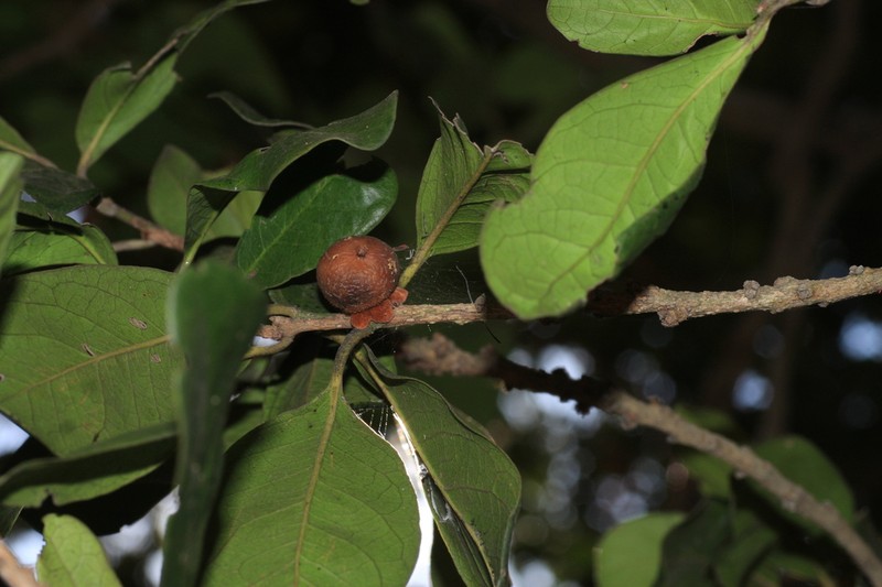 Diospyros ovalifolia
