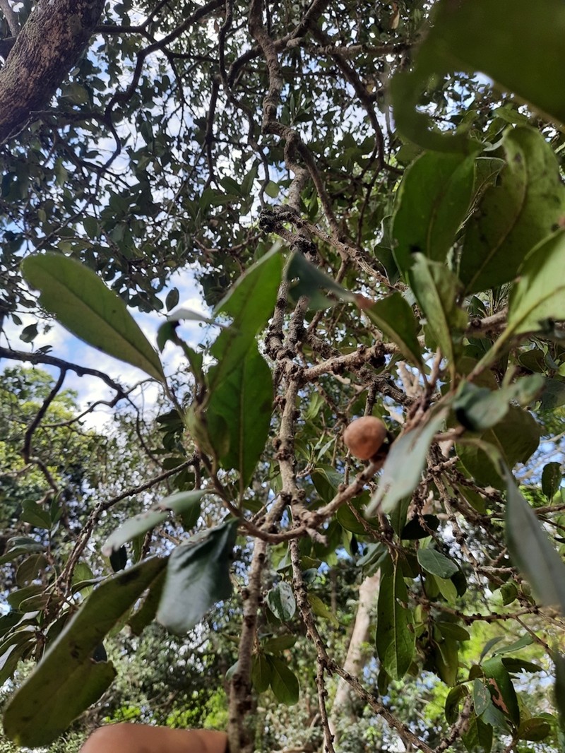 Diospyros ovalifolia photo 2