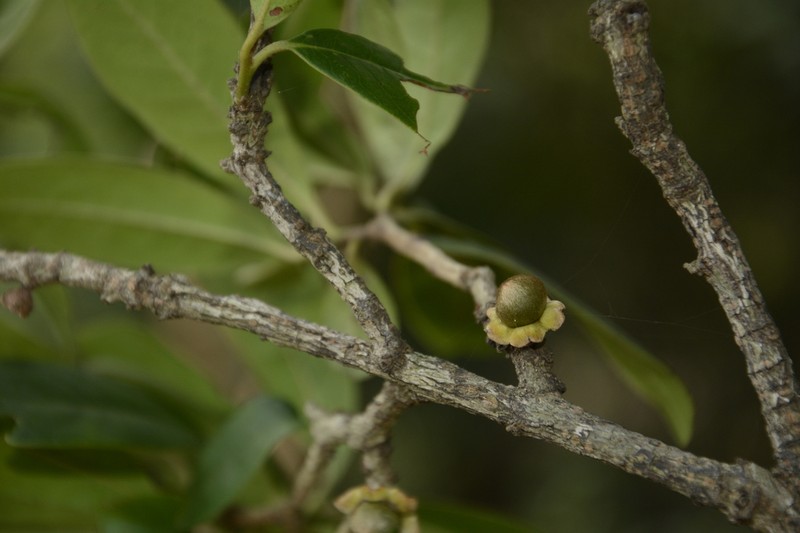 Diospyros ovalifolia photo 3