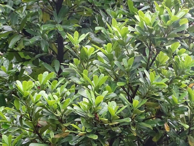 Diospyros ovalifolia photo 4
