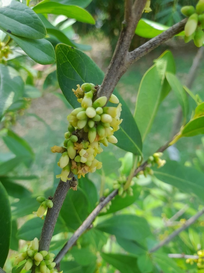 Diospyros ovalifolia photo 5
