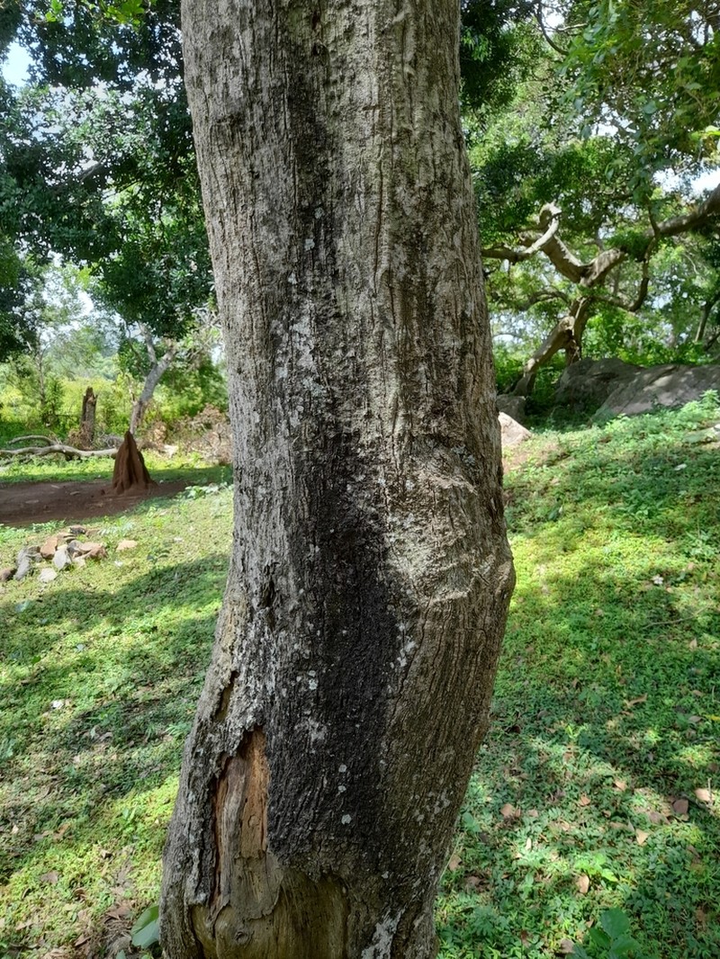 Diospyros ovalifolia photo 6