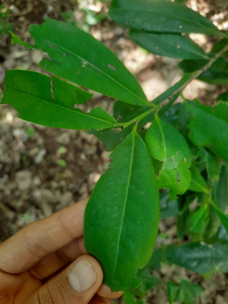 Diospyros ovalifolia photo 7