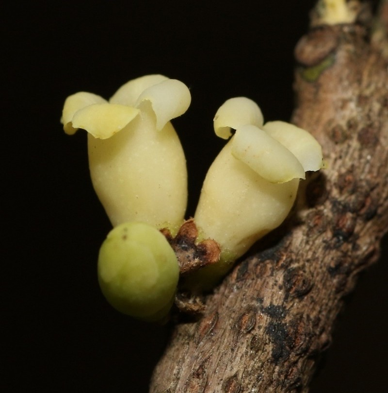Diospyros ovalifolia photo 8
