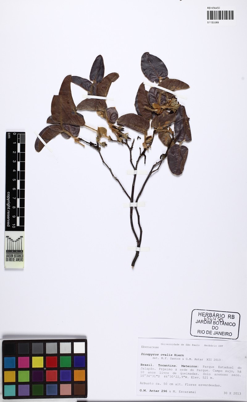 Diospyros ovalis