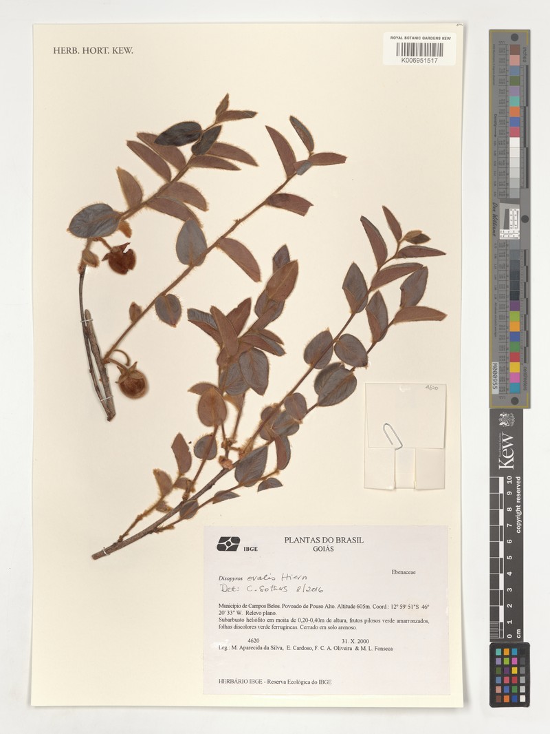 Diospyros ovalis photo 2