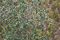 Diospyros pallens
