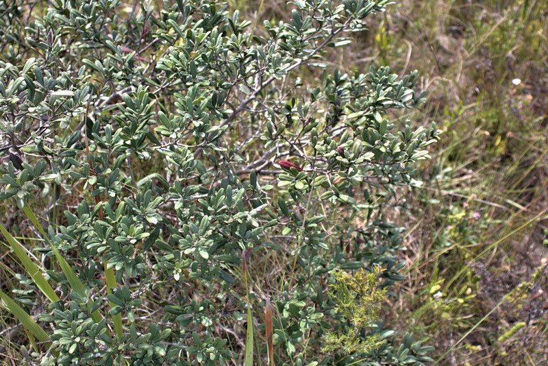 Diospyros pallens
