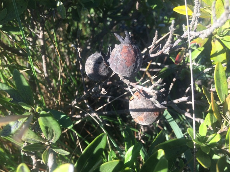 Diospyros pallens photo 2