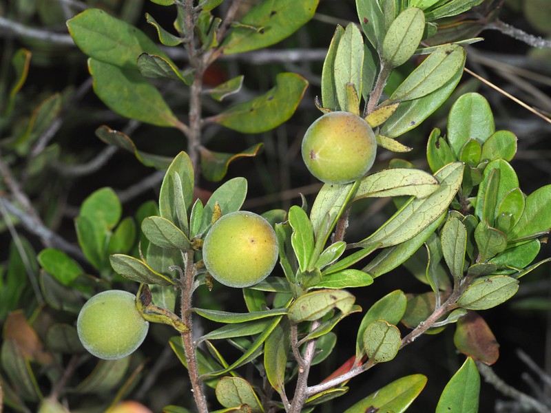 Diospyros pallens photo 3