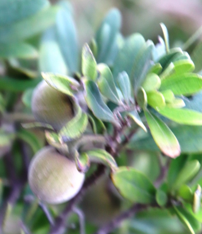 Diospyros pallens photo 4