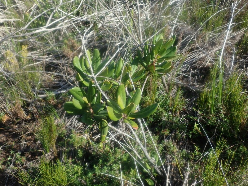 Diospyros pallens photo 5