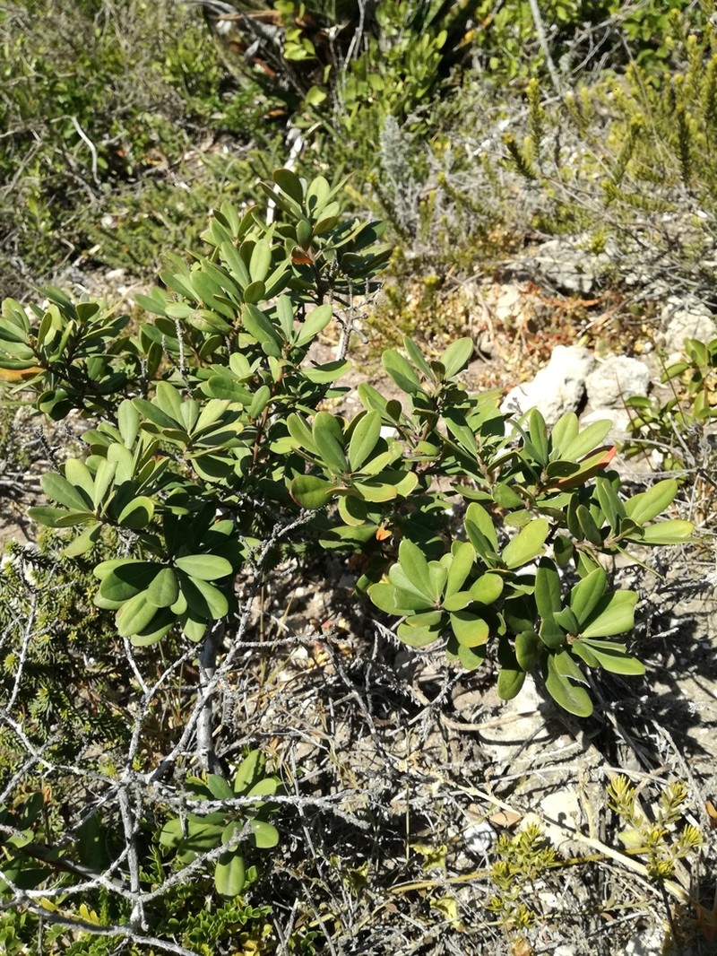 Diospyros pallens photo 6