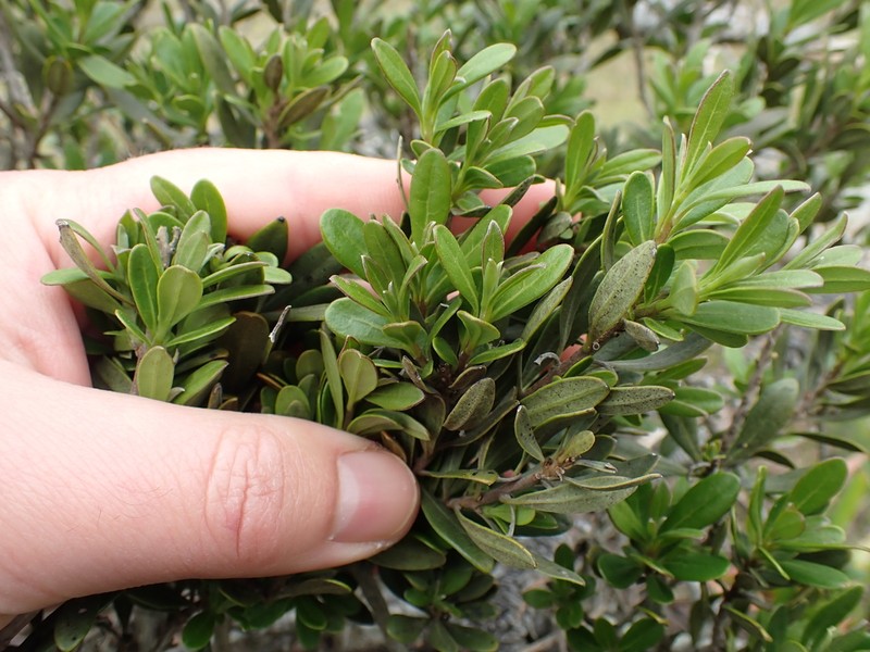 Diospyros pallens photo 7