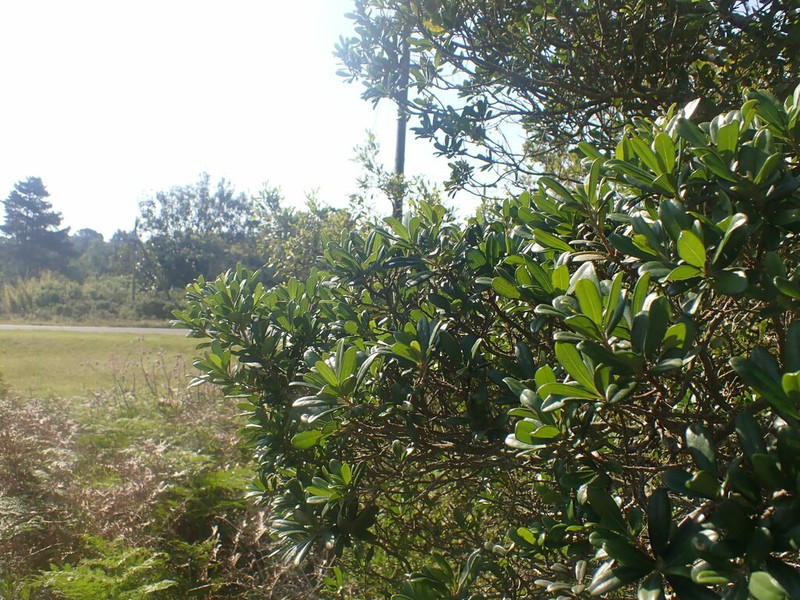 Diospyros pallens photo 8