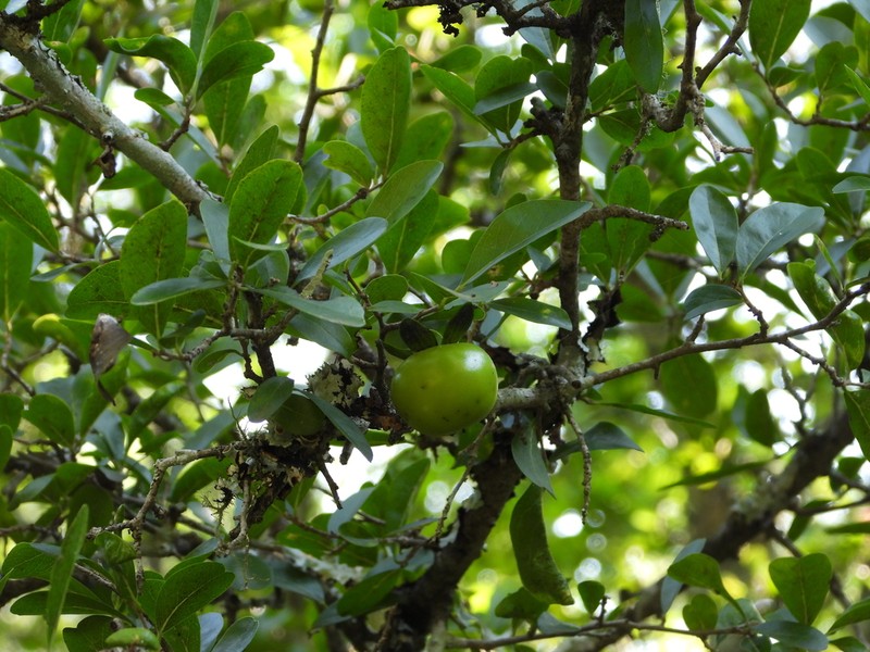 Diospyros palmeri