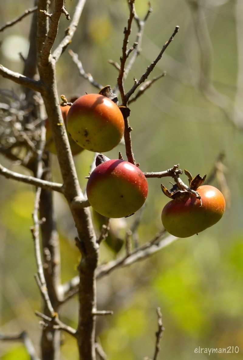 Diospyros palmeri photo 2