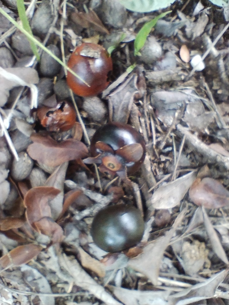 Diospyros palmeri photo 3
