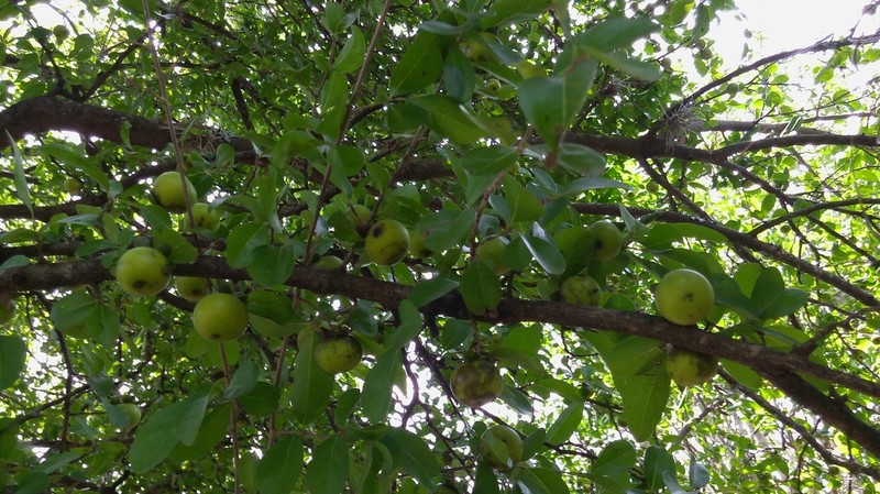 Diospyros palmeri photo 4