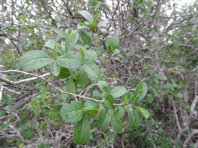 Diospyros palmeri photo 5