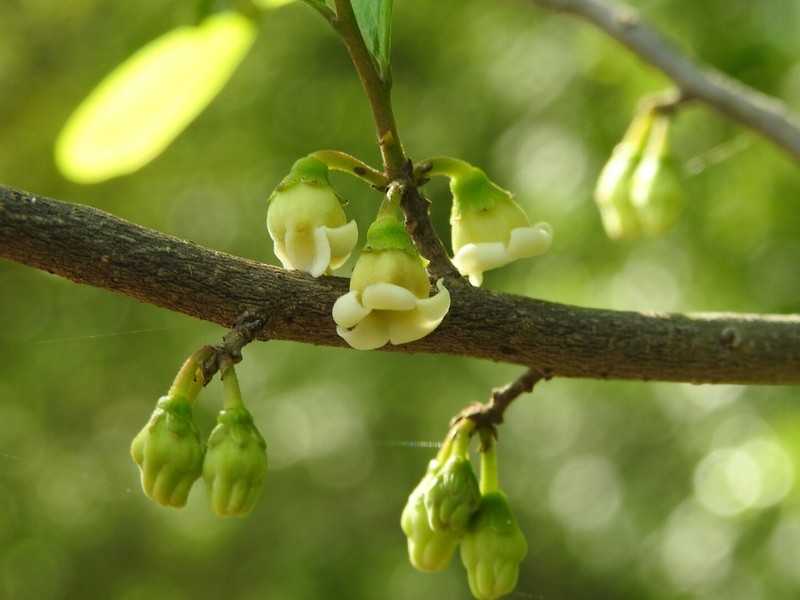 Diospyros palmeri photo 6