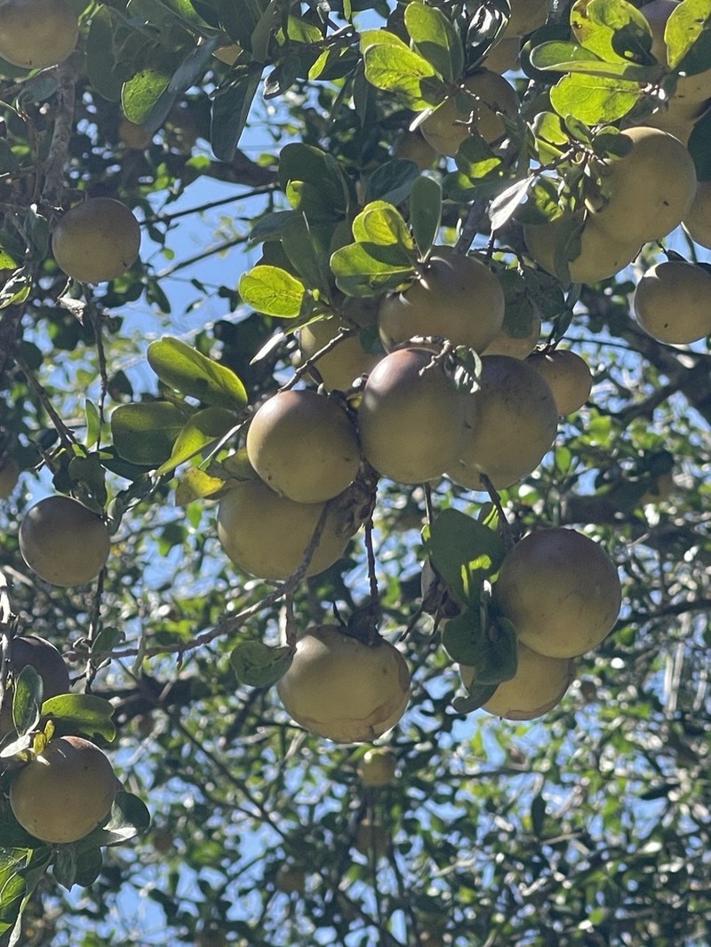 Diospyros palmeri photo 7