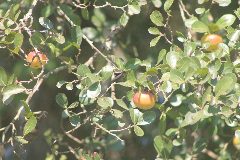 Diospyros palmeri photo 8