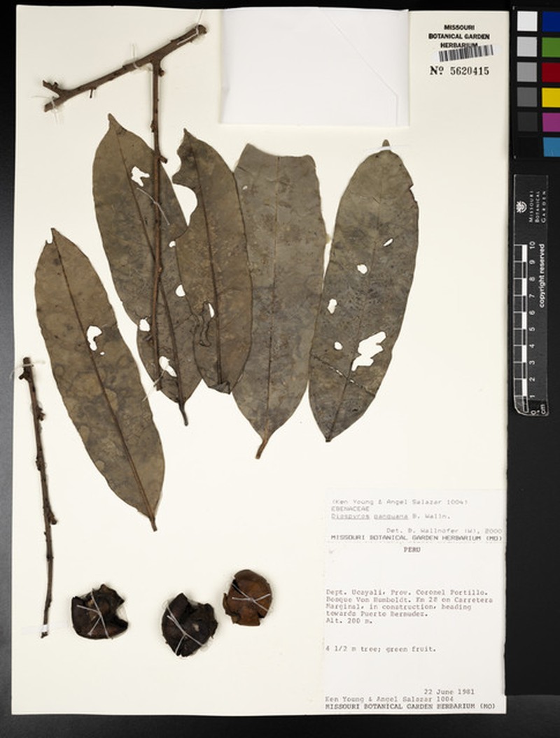 Diospyros panguana