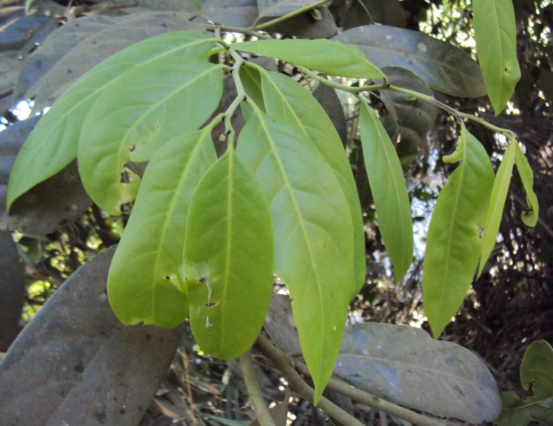 Diospyros paniculata