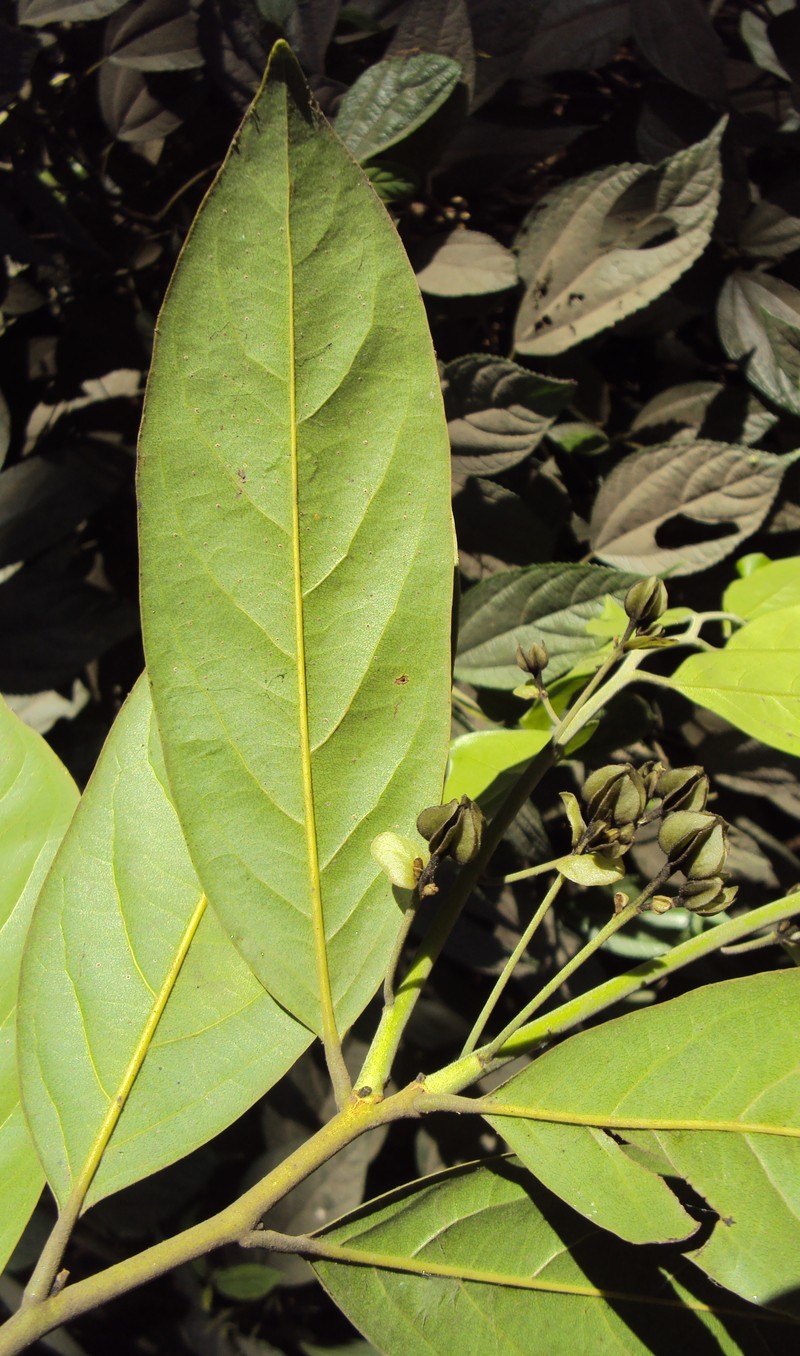 Diospyros paniculata photo 2