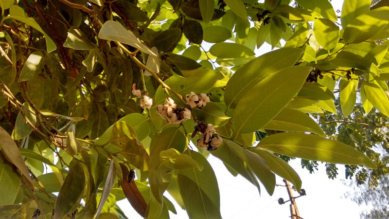Diospyros paniculata photo 3