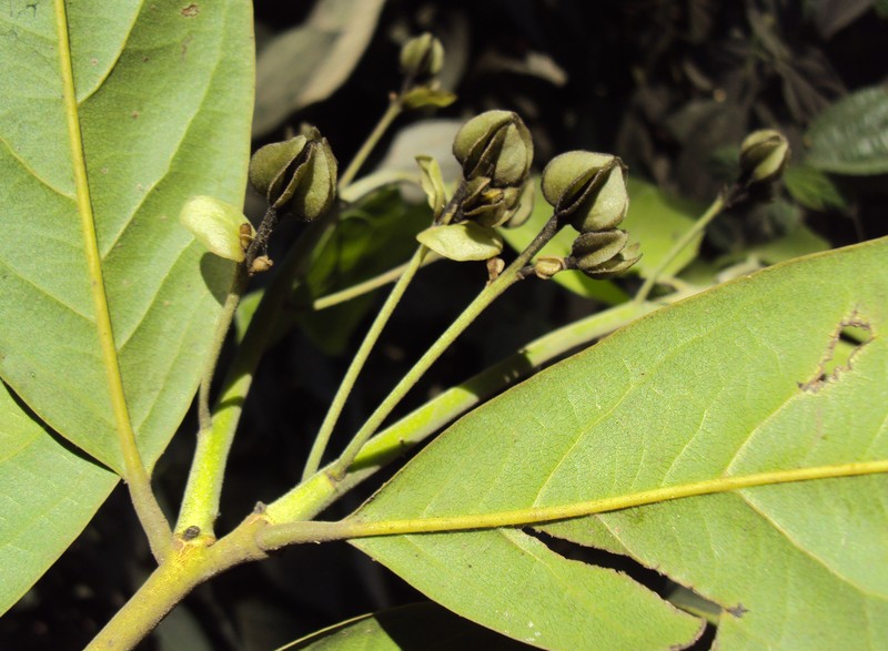Diospyros paniculata photo 4