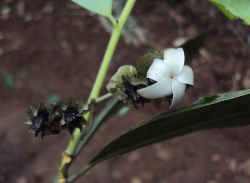 Diospyros paniculata photo 5