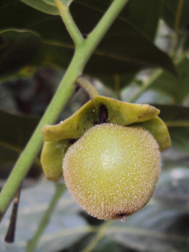 Diospyros paniculata photo 6