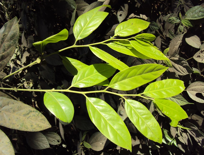 Diospyros paniculata photo 7