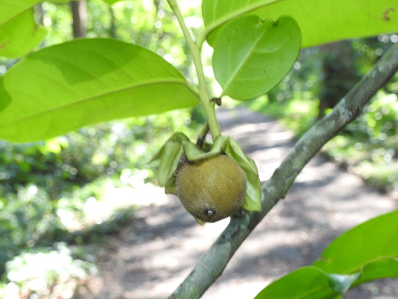 Diospyros paniculata photo 8
